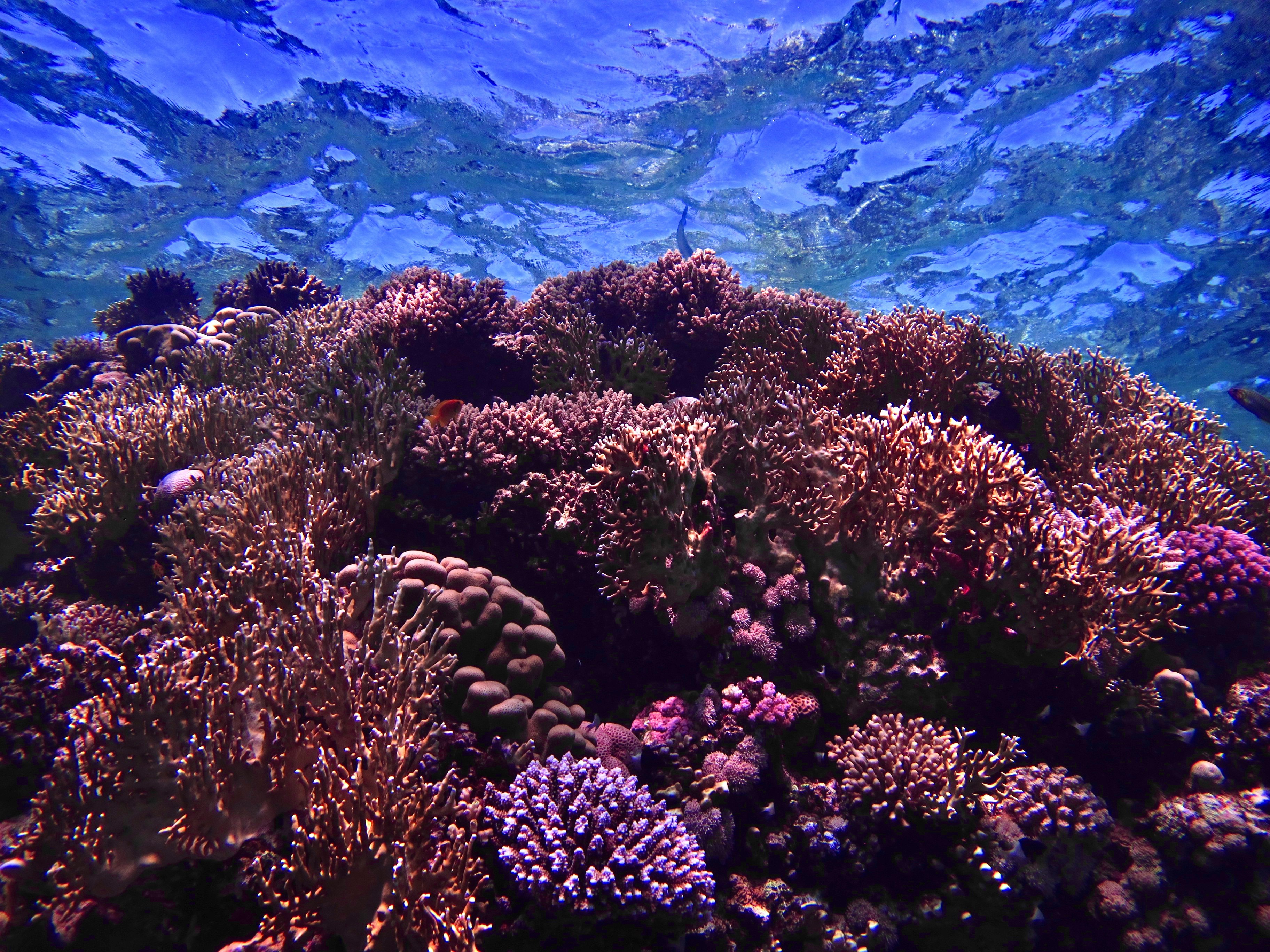 green and brown coral reef